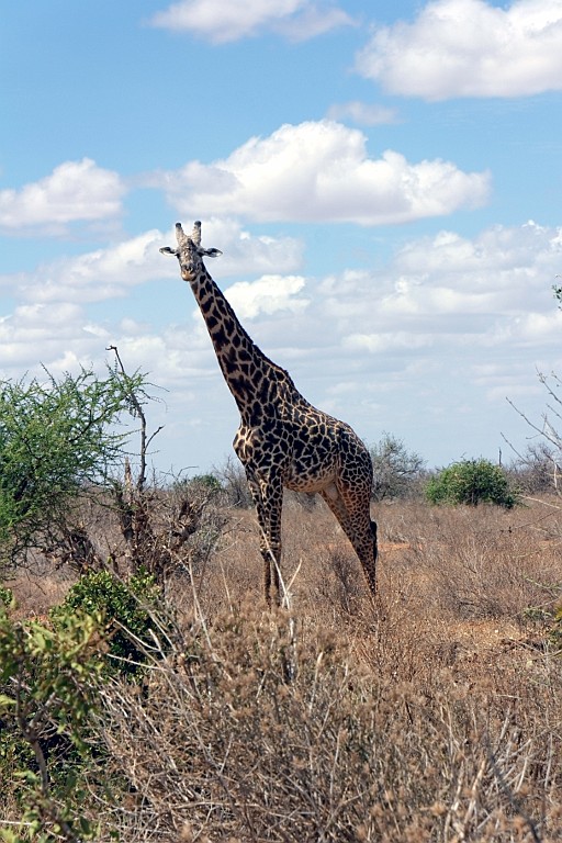 Kenia (285).jpg